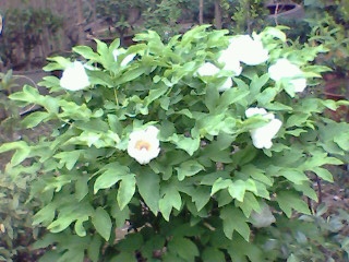 IMG0337A.JPG