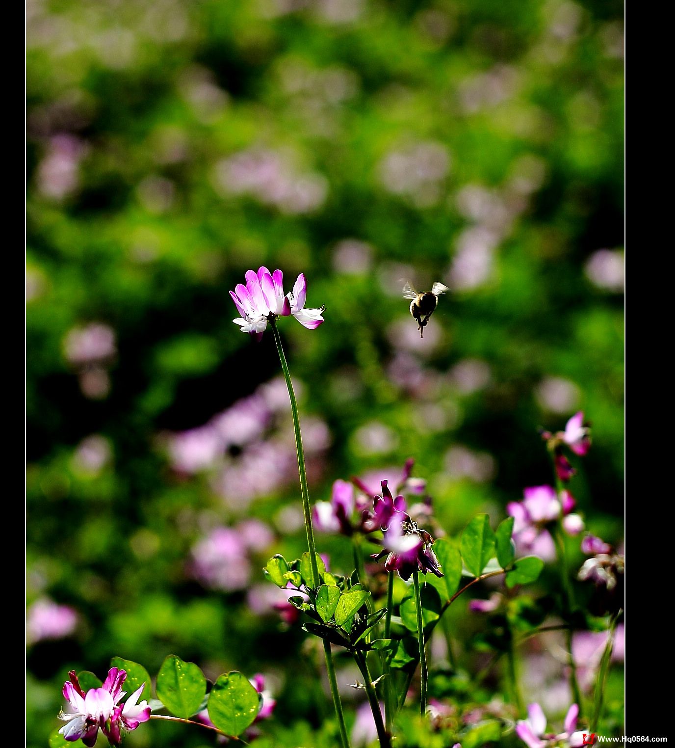 IMG_7462.jpg