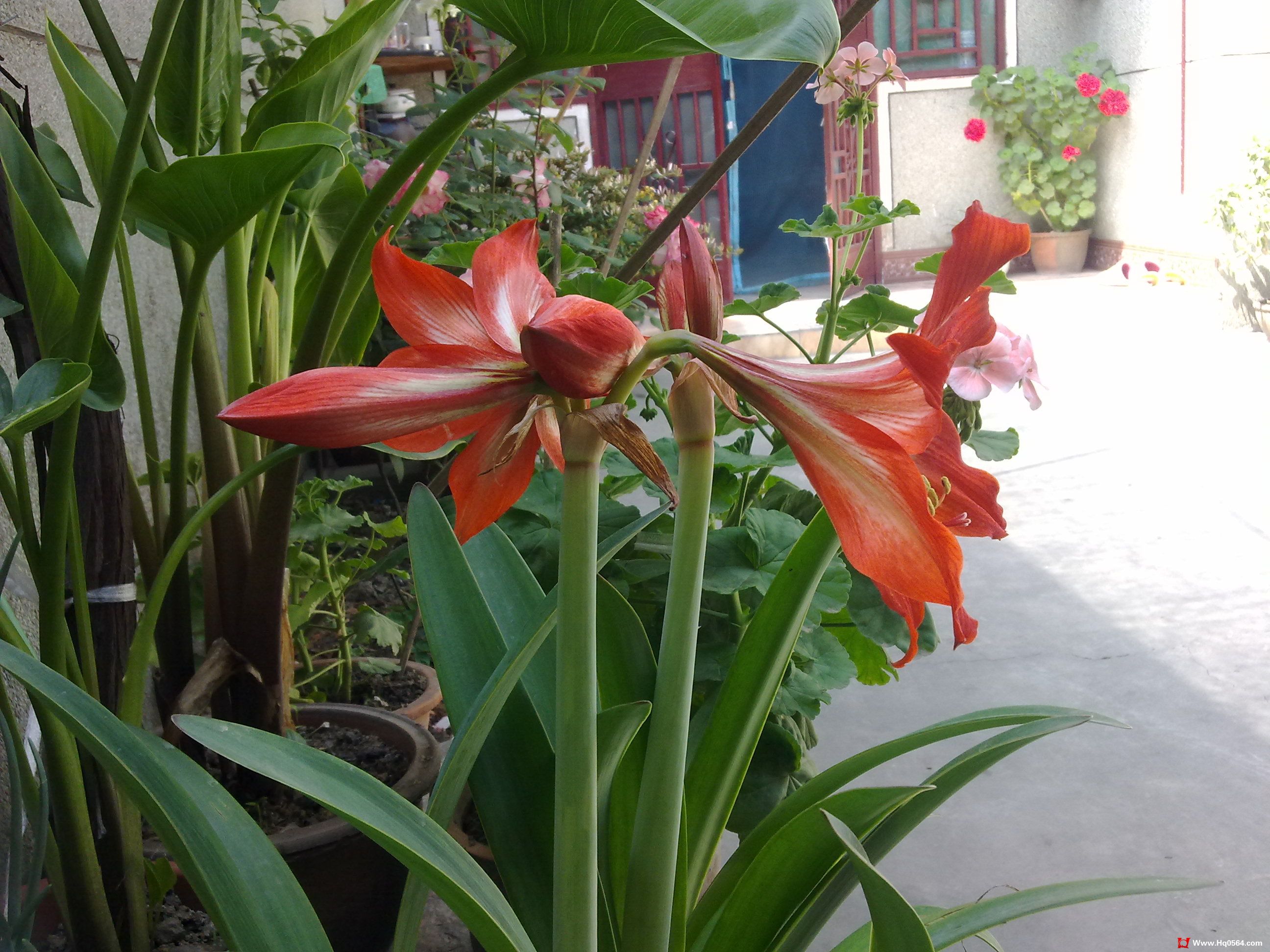 20110505047.jpg