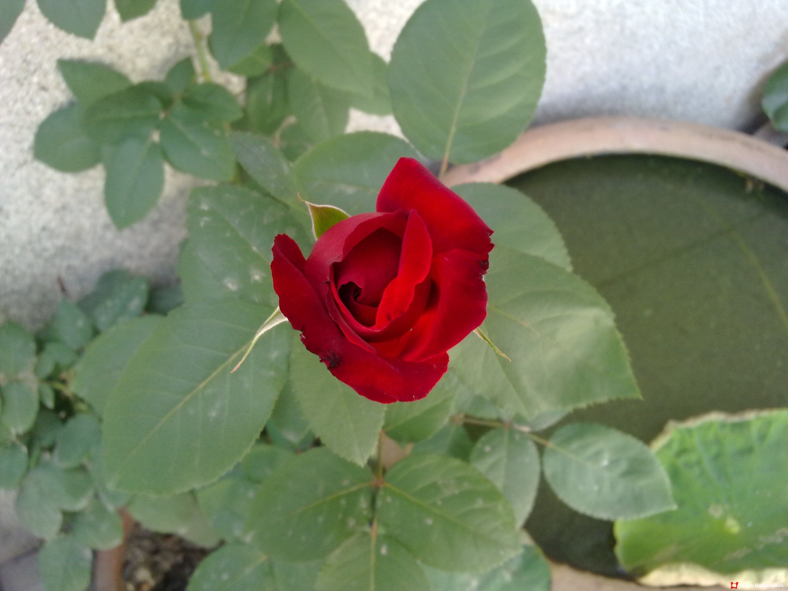 20110505054.jpg