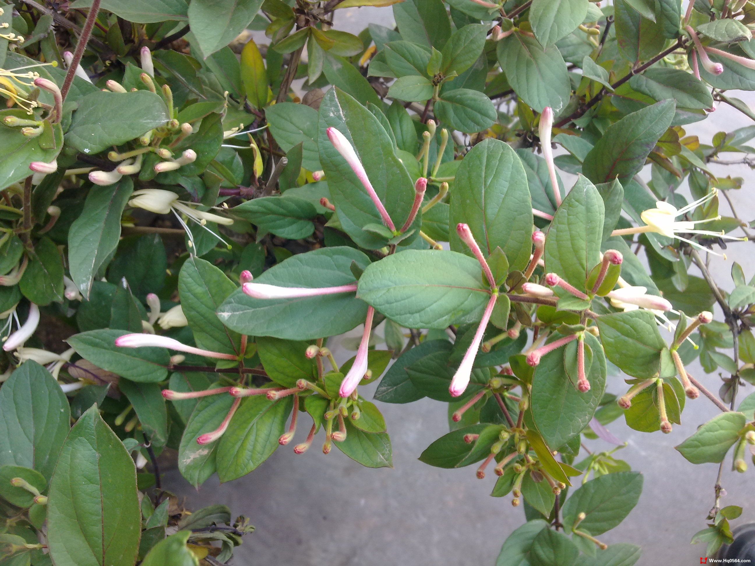 20110505056.jpg