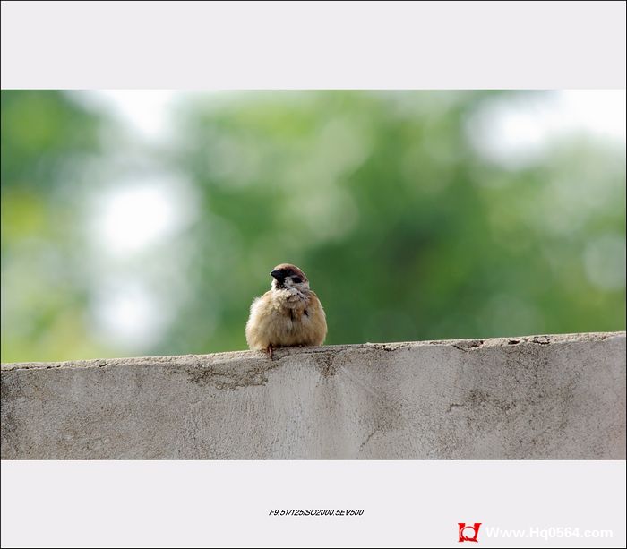 IMGP7803.jpg