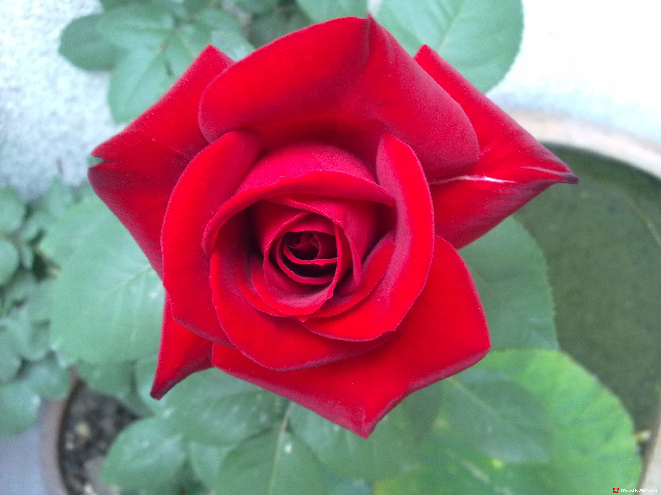 20110506064.jpg