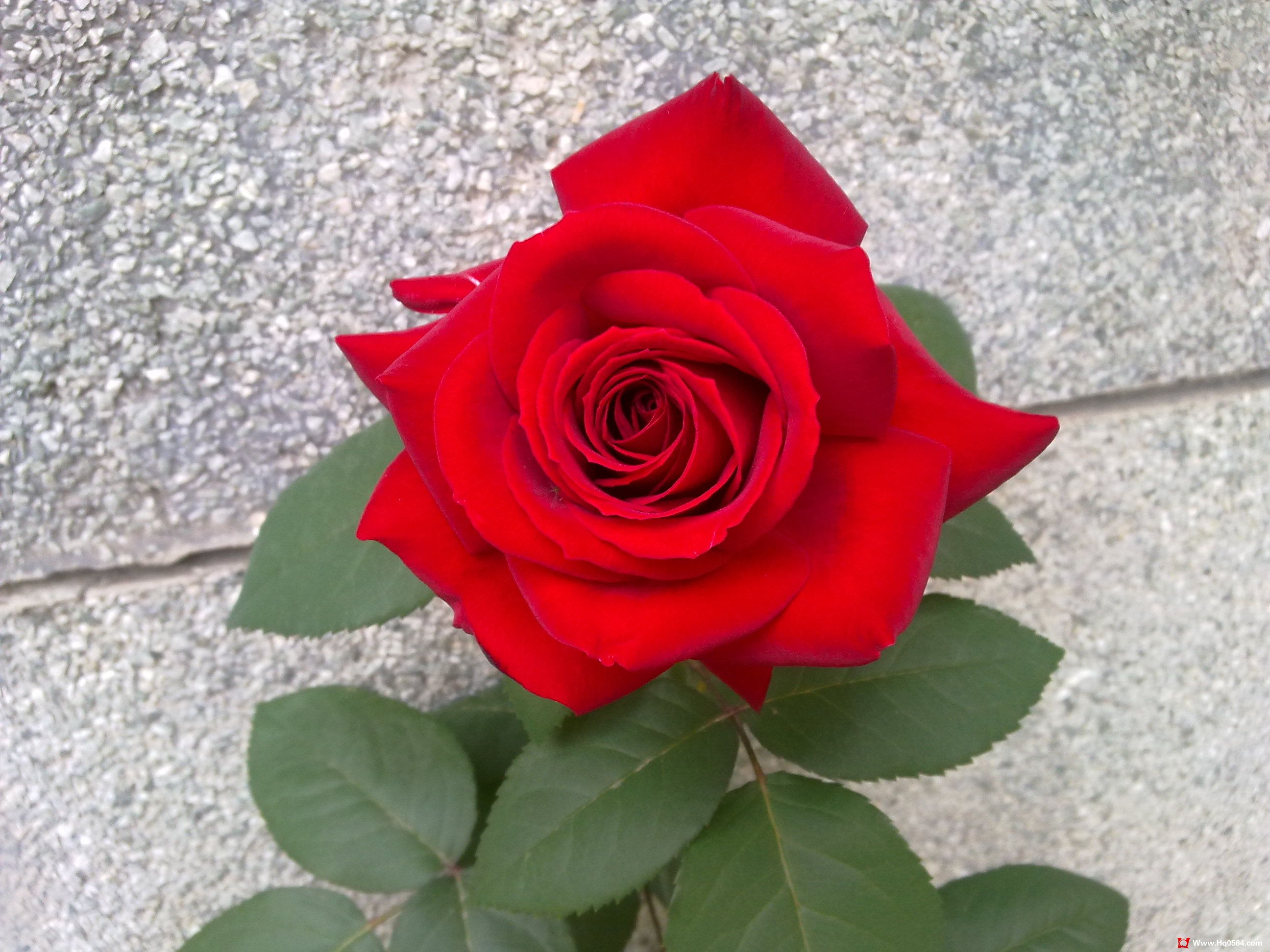 20110506065.jpg
