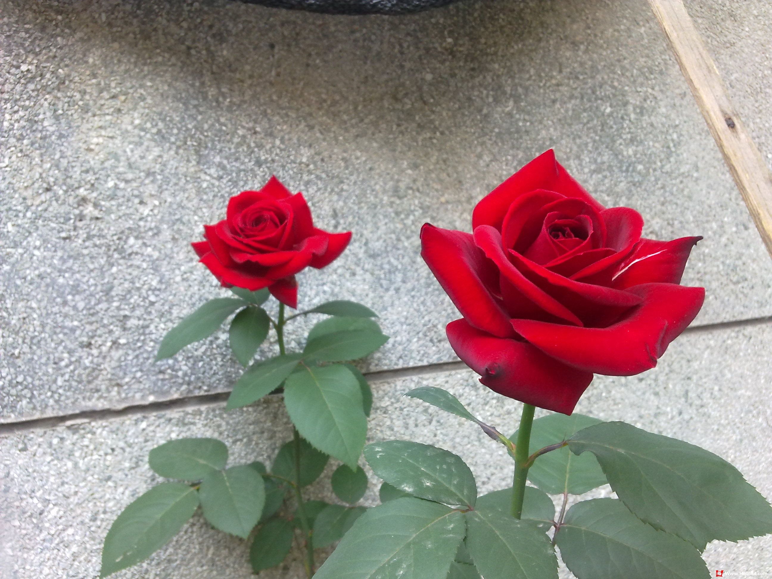 20110506070.jpg