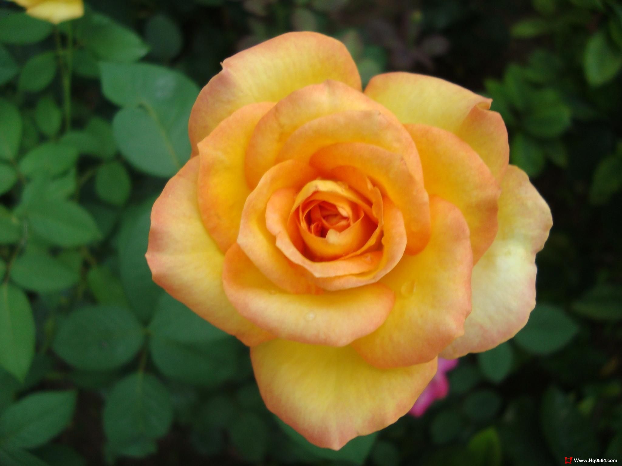 DSC00412.JPG
