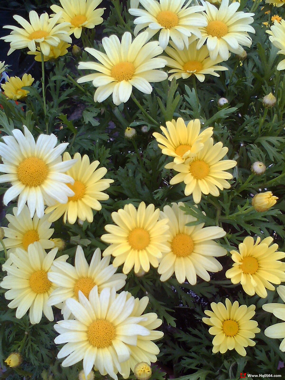 IMG0522125000.jpg