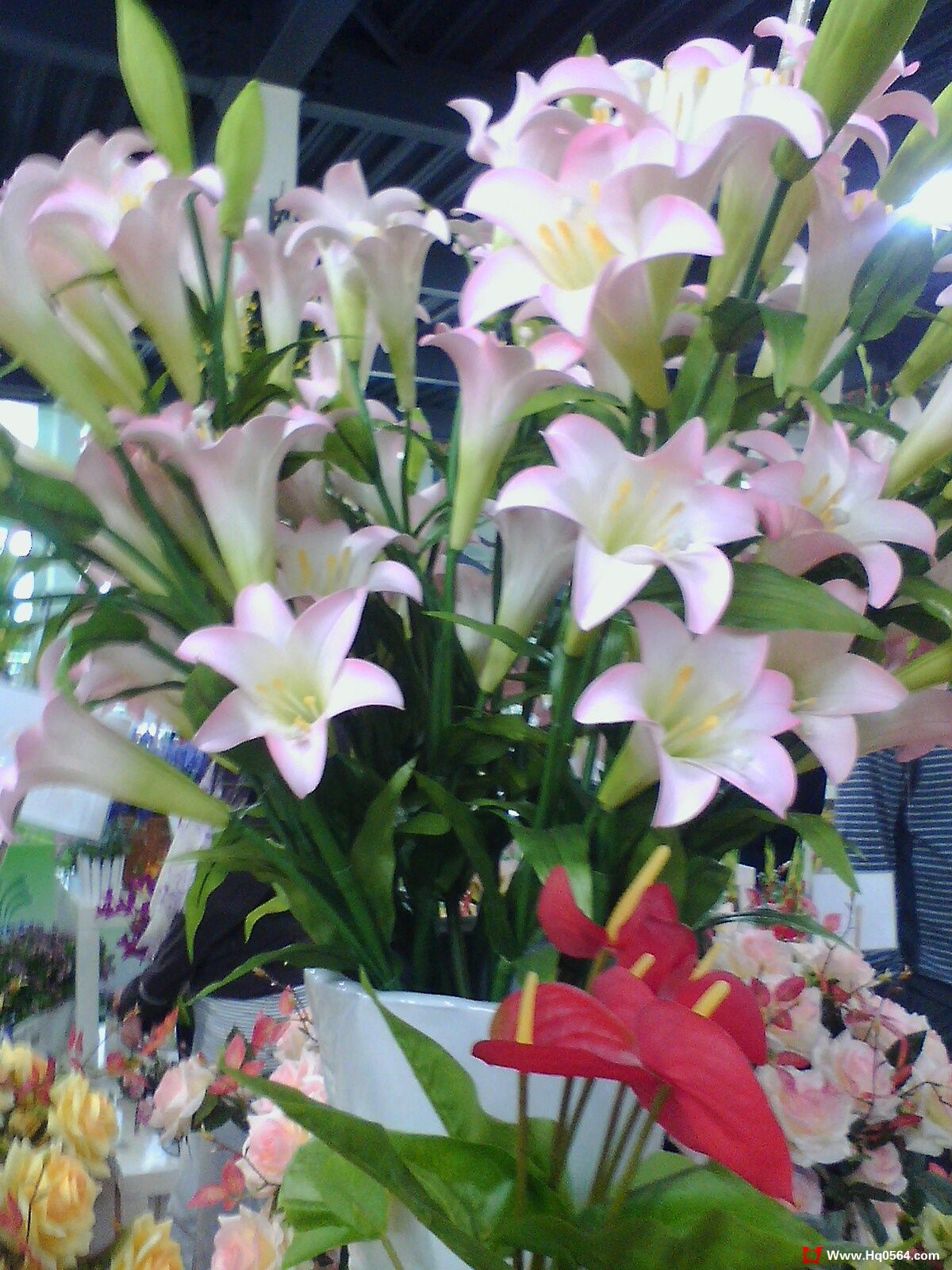 IMG0522133002.jpg