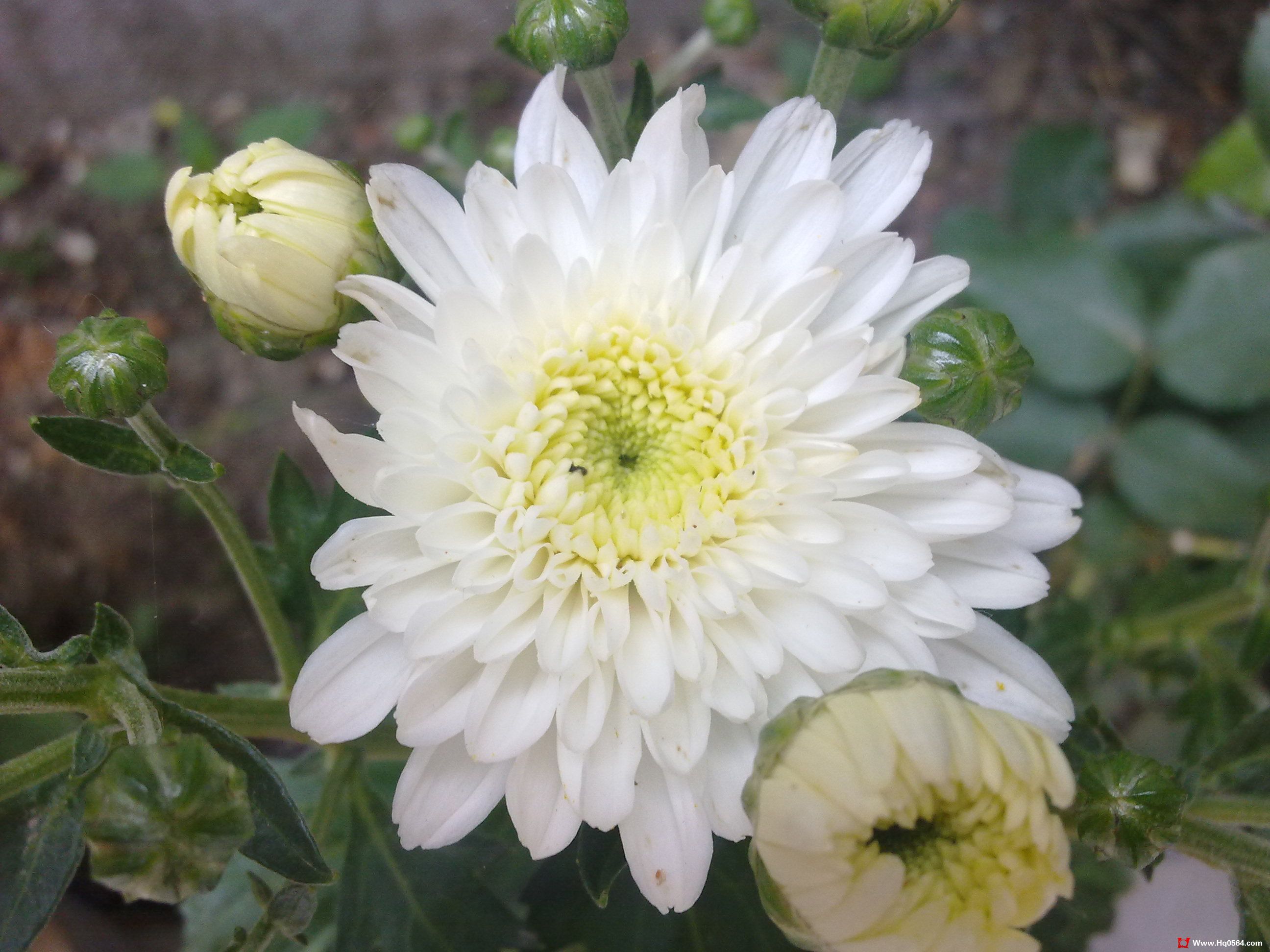 20110527102.jpg