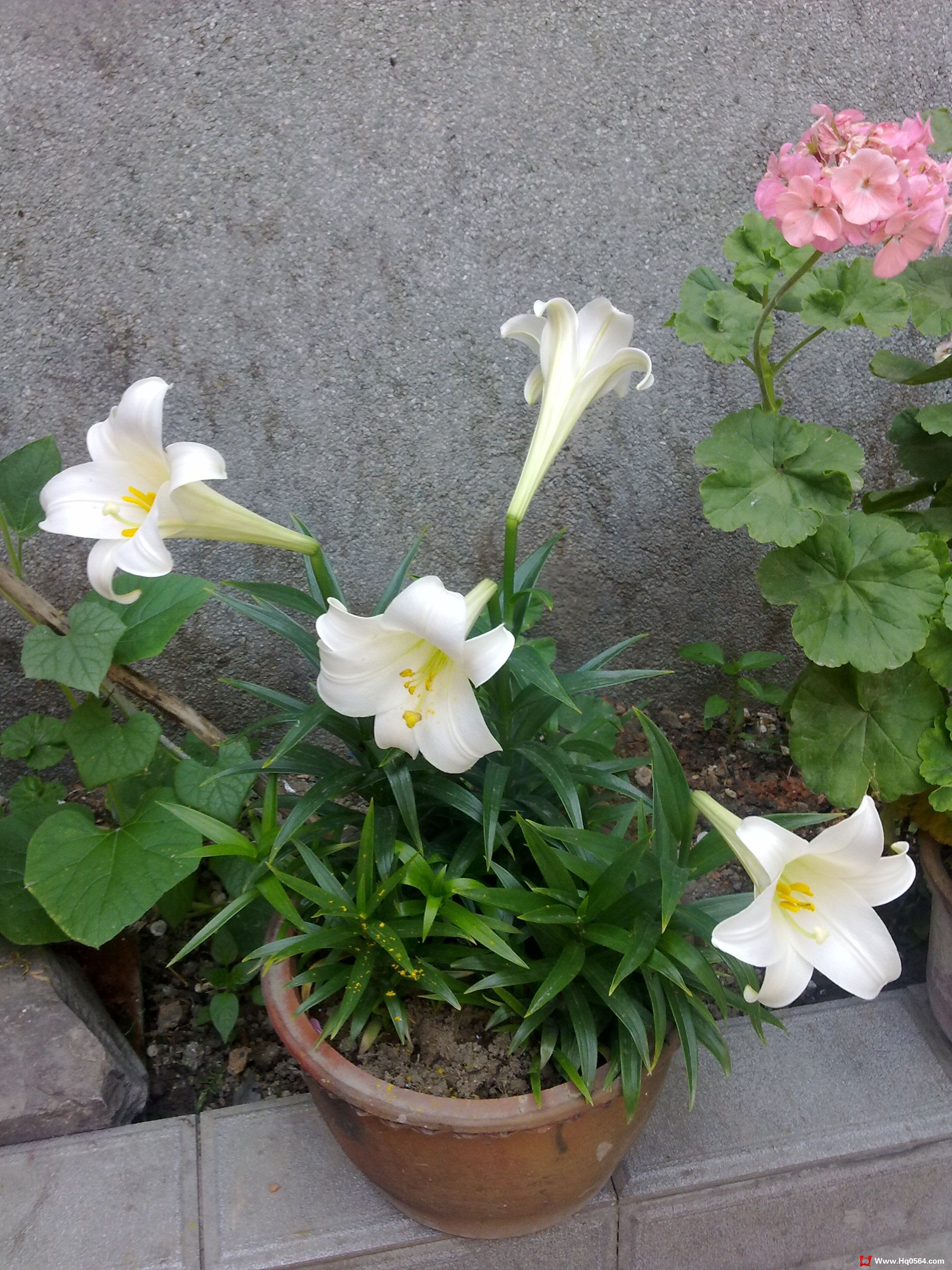 20110527100.jpg