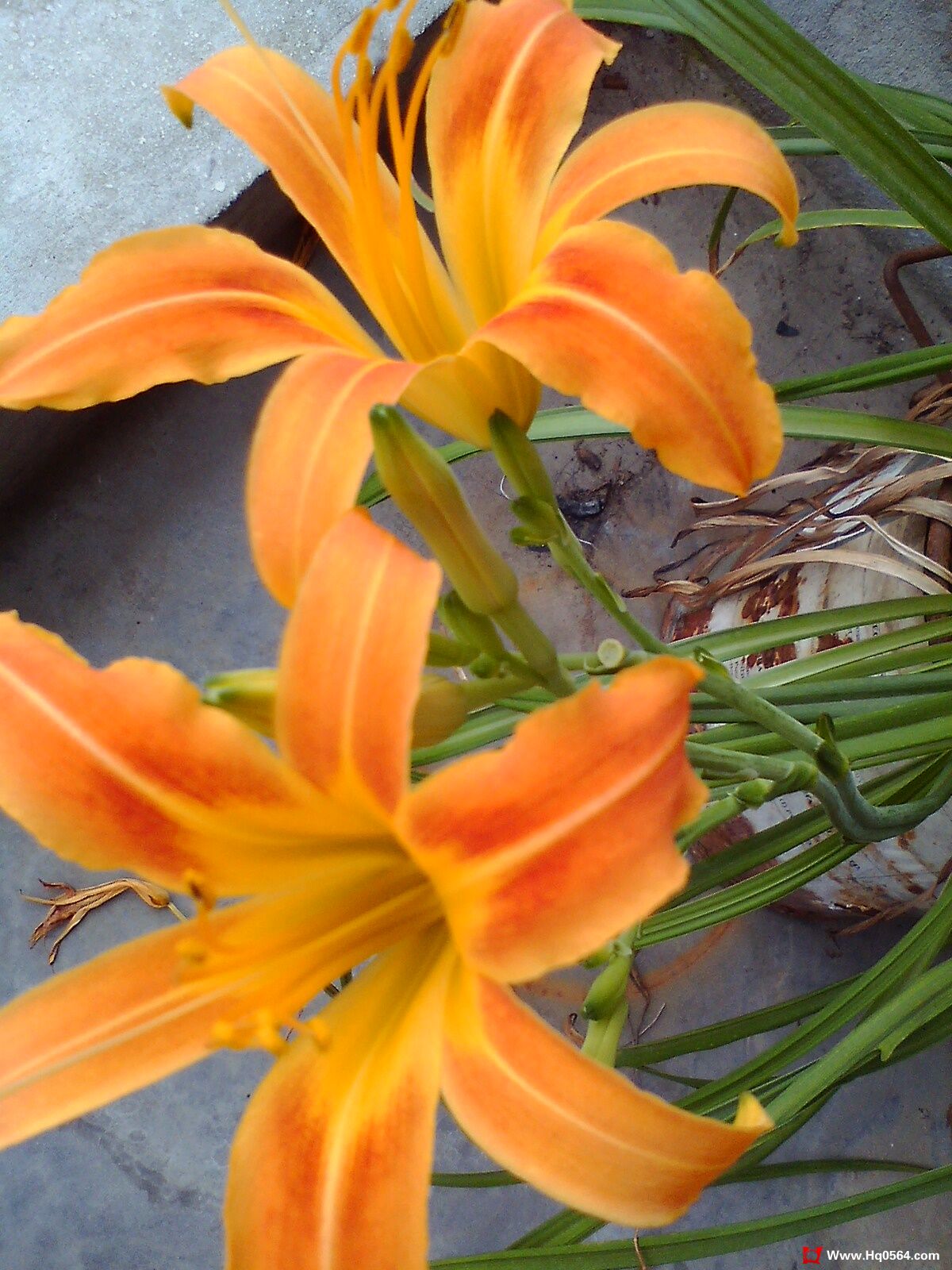IMG0712084701.jpg