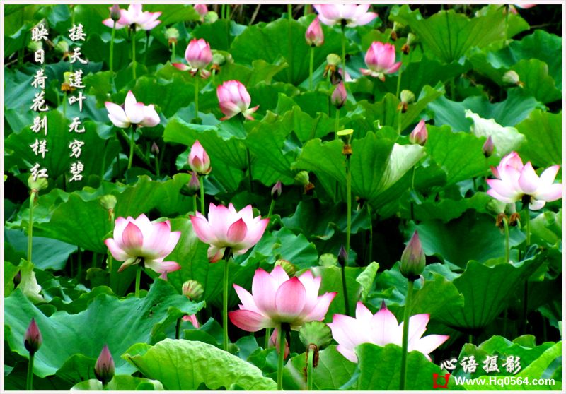 ������Ҷ����� ӳ�պɻ�������.jpg