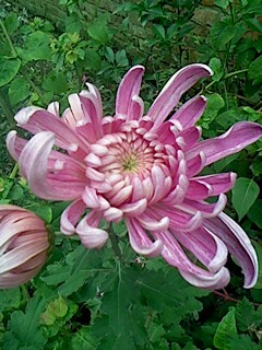 IMG1102115800.jpg