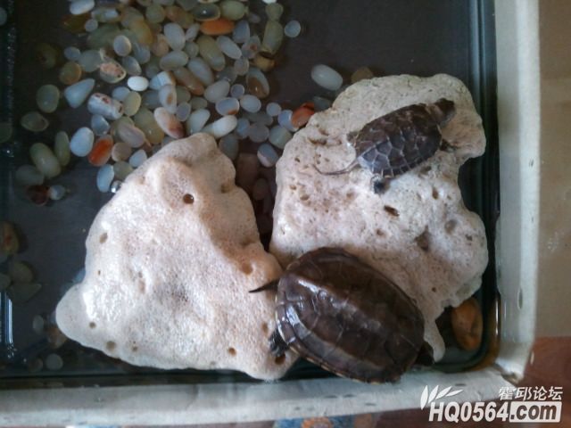 �ڹ�