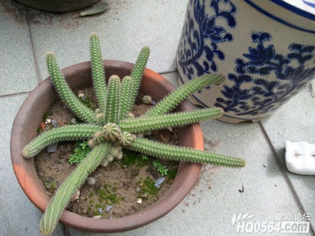 �ҳ���Ϊ��