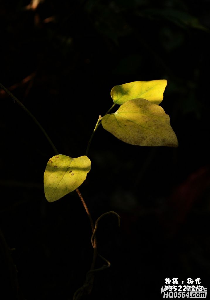 DSC_0353.JPG
