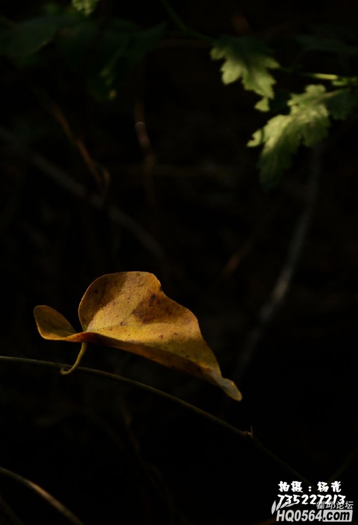 DSC_0354.JPG