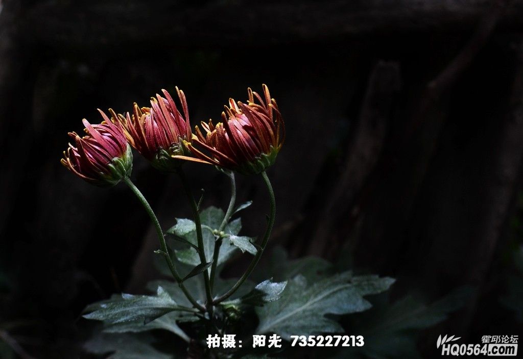 DSC_1956.JPG