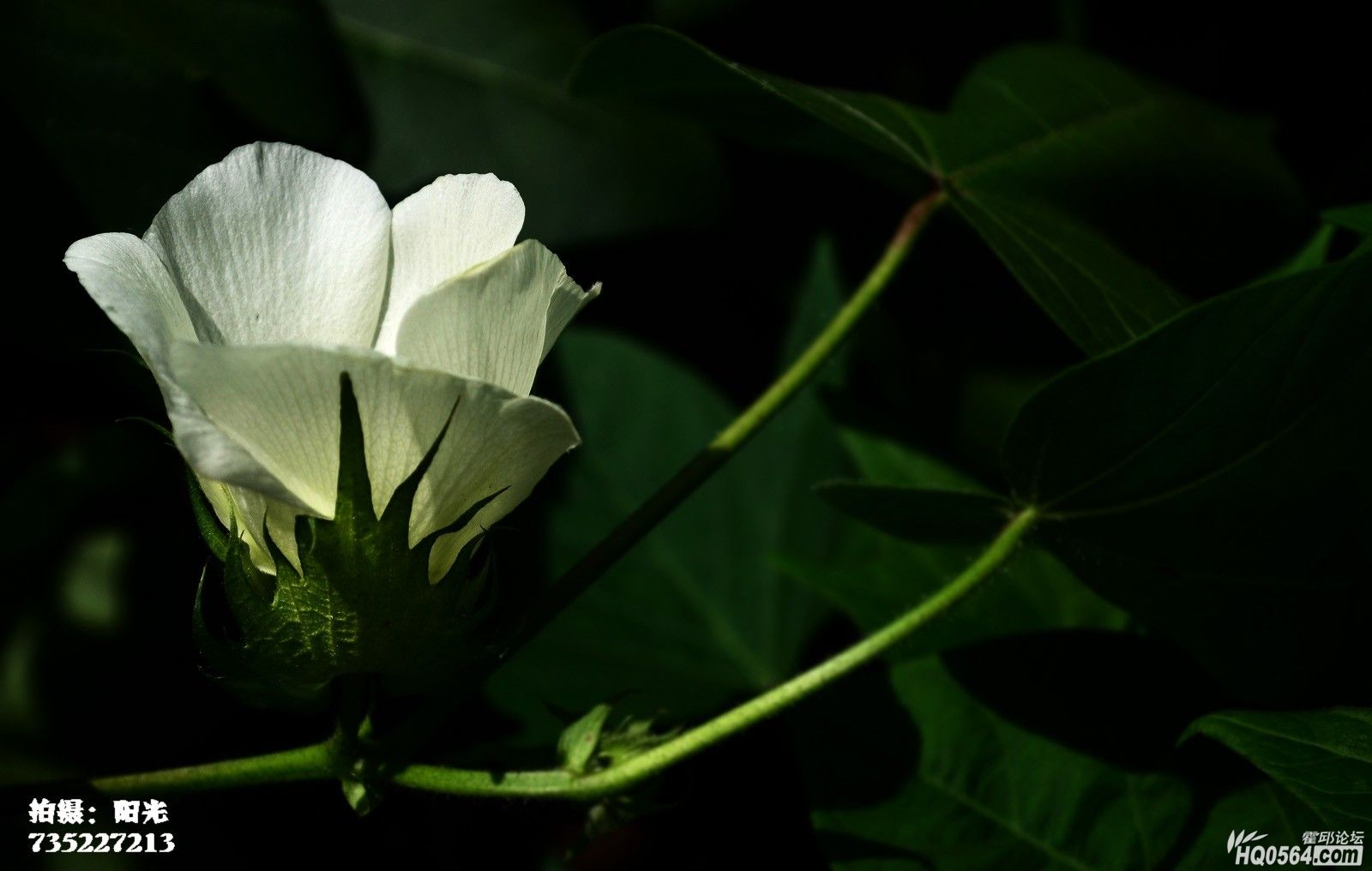 DSC_7635.JPG