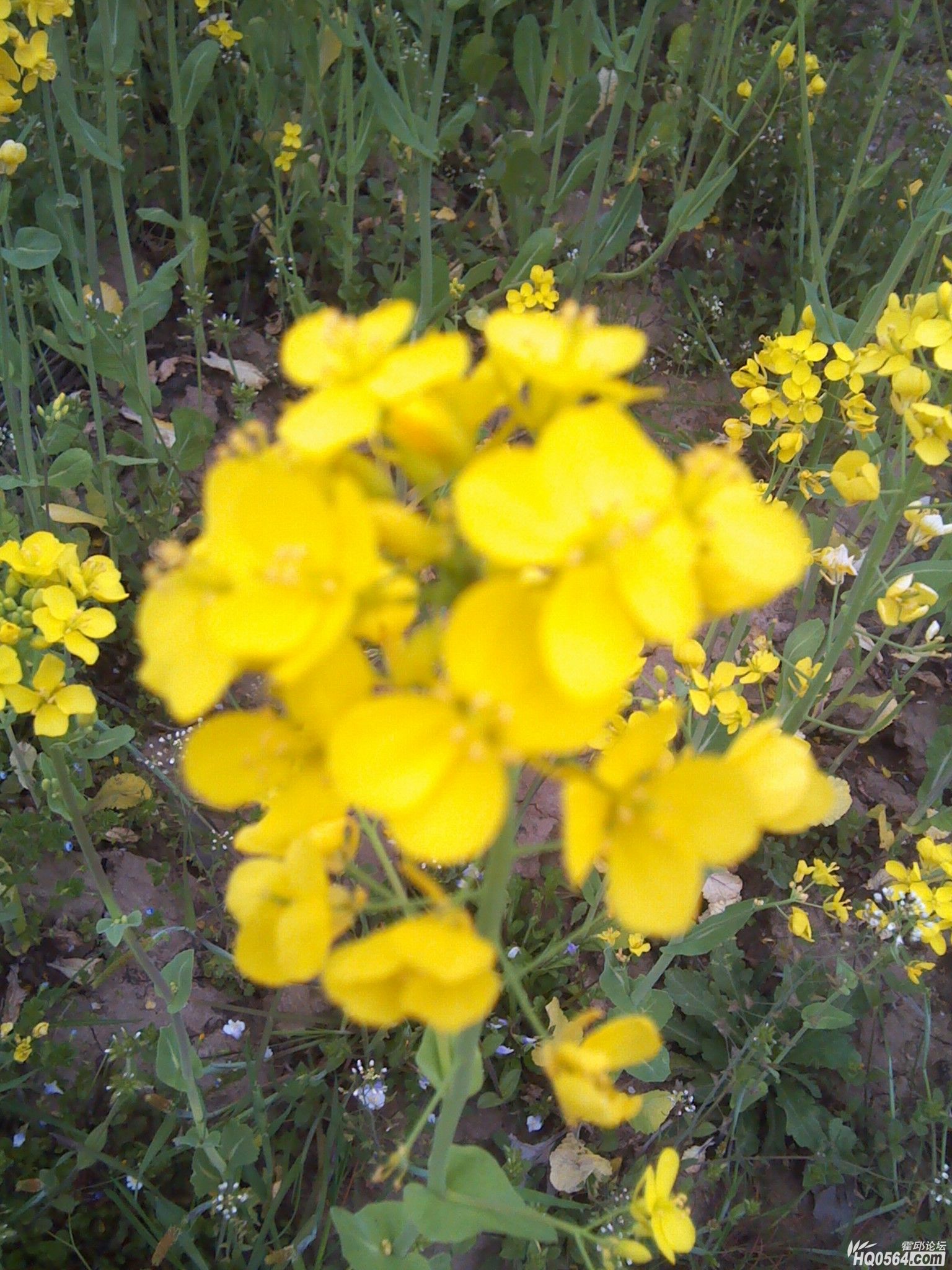 IMG_20120404_180829.jpg