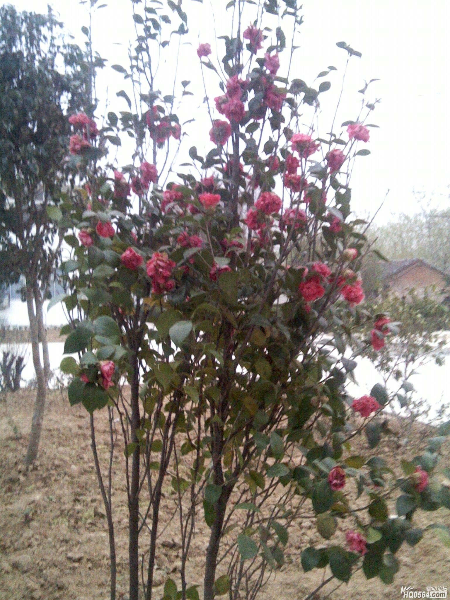 IMG_20120404_184012.jpg