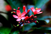 �ʻ�