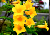�ʻ�