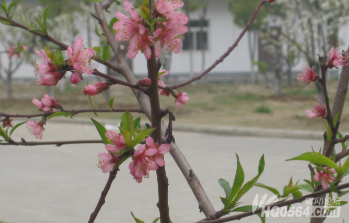 QQ��ͼ20130323115805.png
