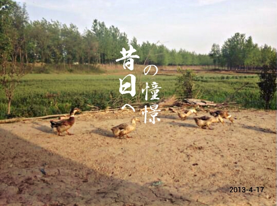 MA201304171200150016-01-1fd500.jpg