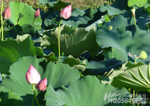 QQ��ͼ20130723184717.png