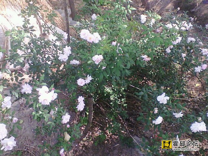 5156750_085131083591_2.jpg