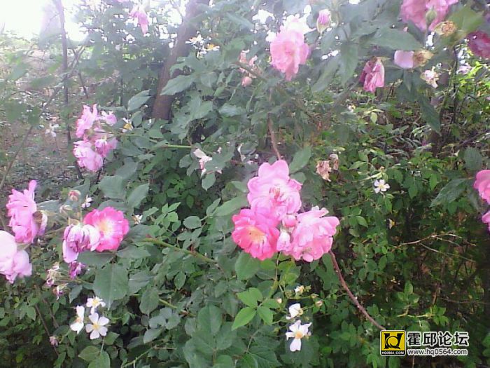 ͼƬ 004.jpg