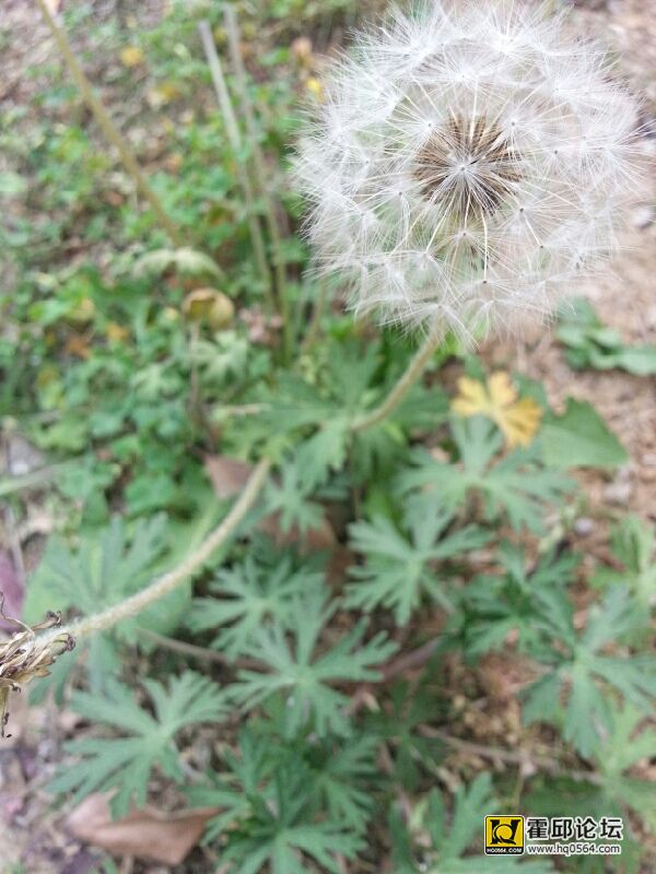 hyhr.jpg
