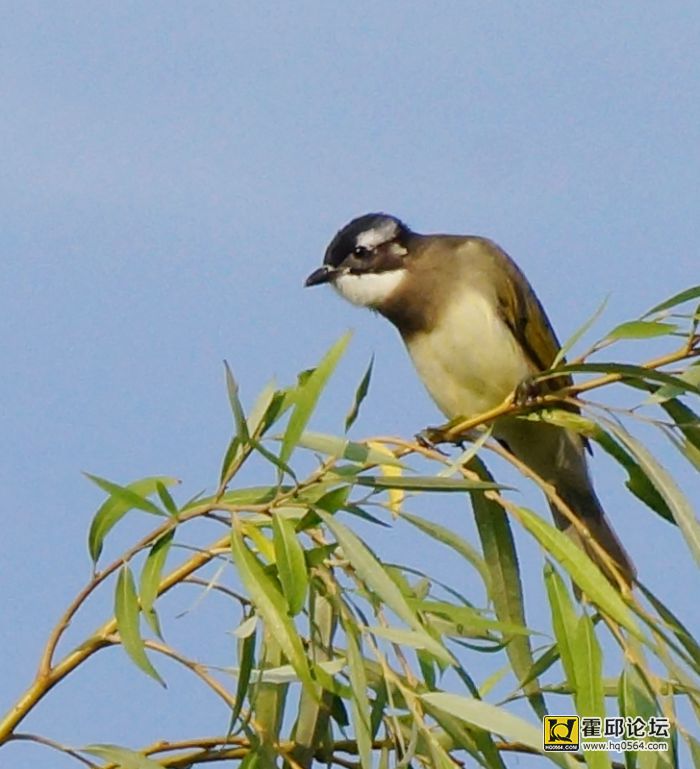 DSC06971.JPG