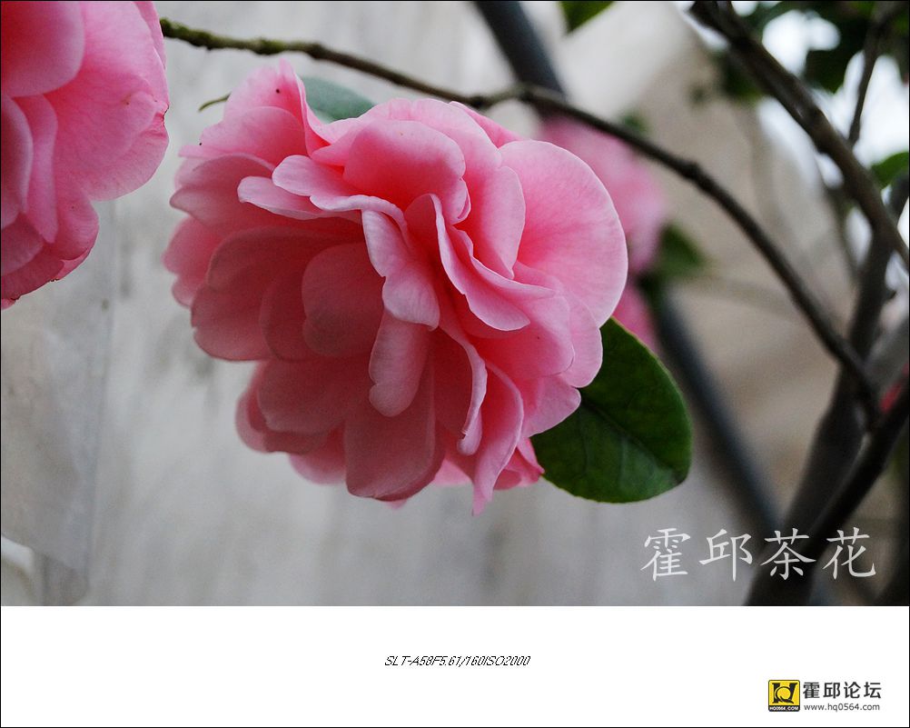 DSC05095_����.jpg
