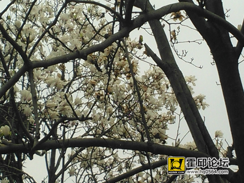 IMG_20150320_130106.jpg