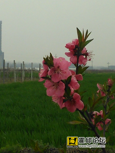 IMG_20150326_125202.jpg