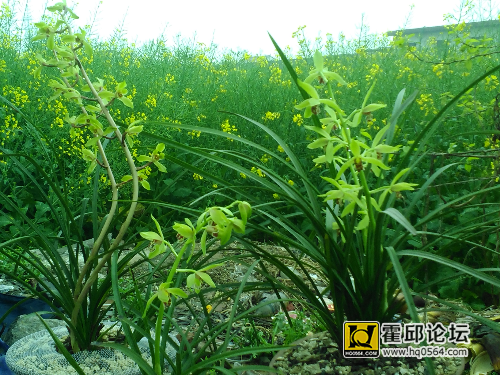 IMG_20150406_101958.jpg