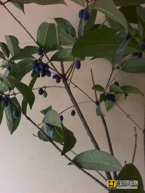 230699
