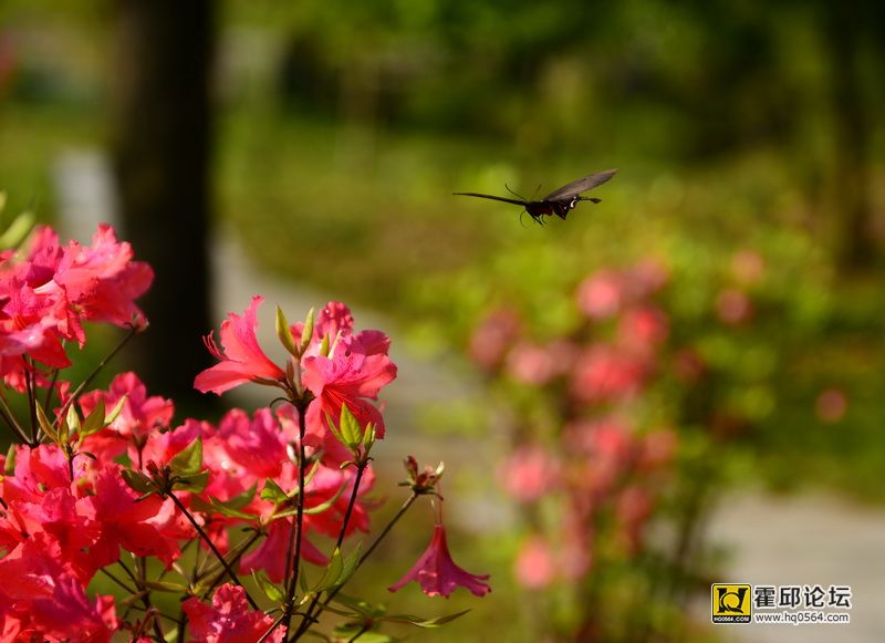 DSC_9862.JPG