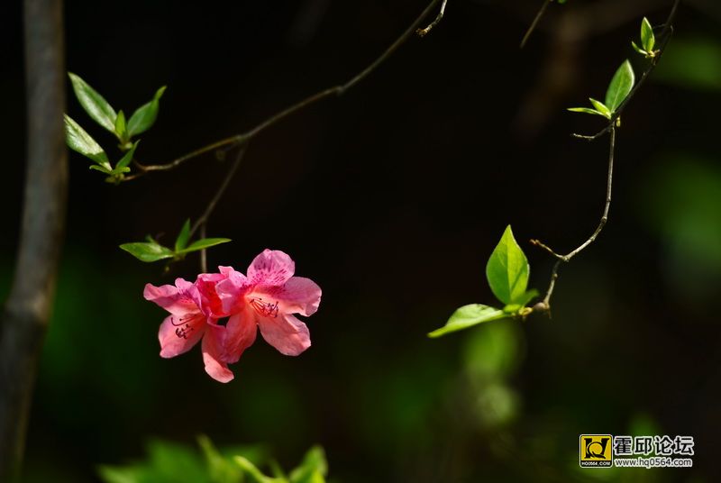 DSC_0052.JPG