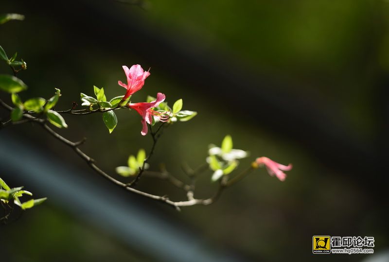 DSC_0038.JPG