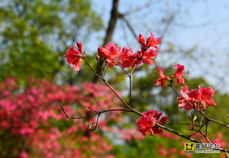 DSC_9893.JPG