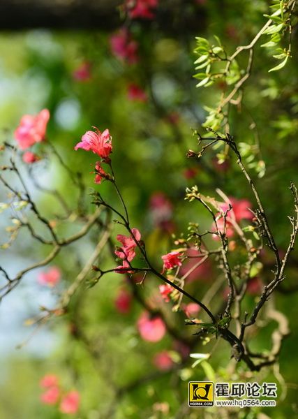 DSC_9950.JPG