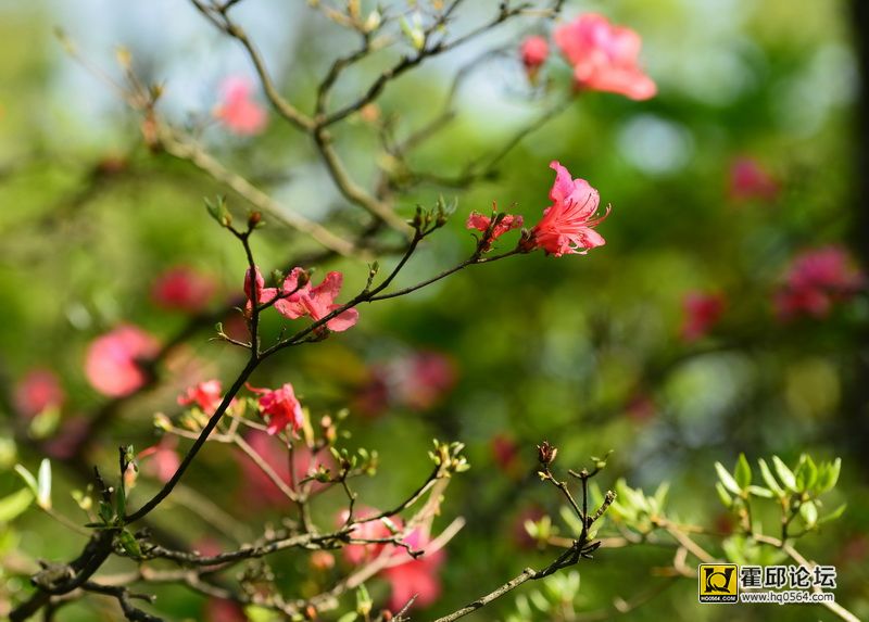 DSC_9951.JPG