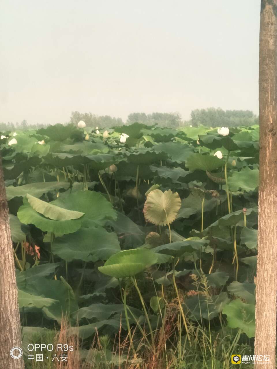 20190803_196207_1564814268595.jpg