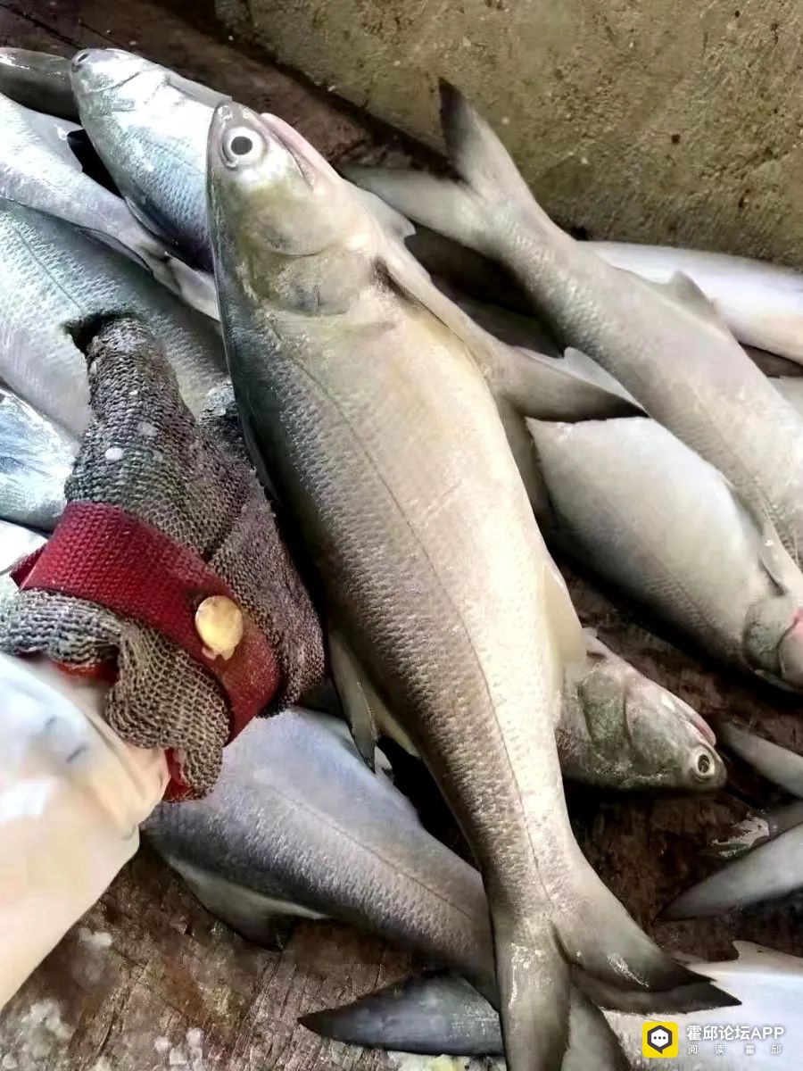 090354rp8qrpnza8pvfwdf.jpeg