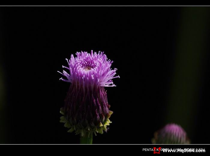 IMGP4468.jpg