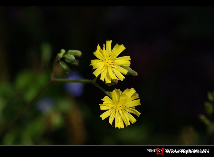 IMGP4439.JPG