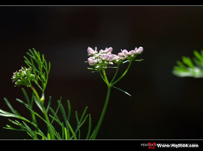 IMGP0169.JPG